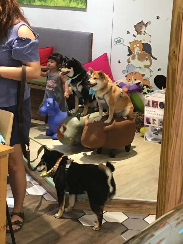 森林小徑文心店对宠物超友善
